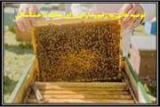 اطلاعیه توصیه هایی به زنبورداران برای مقابله با خشکسالی
