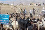 برگزاری اردوی جهادی و میزخدمت دامپزشکی در شهرستان گرمسار