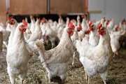 بهره‌برداری از واحد تولید مرغ لاین در استان سمنان تا ۲ سال آینده