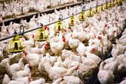 استان سمنان در زمینه تامین گوشت مرغ کمبودی ندارد