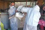 از سال ۱۴۰۱ تا به امروز هیچ کانون بیماری آنفلوانزای فوق‌حاد پرندگان در استان سمنان مشاهده نشده است