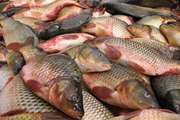 305 کیلوگرم ماهی منجمد غیرقابل مصرف در شهرستان دامغان معدوم شد