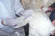 اجرای طرح پایش بیماریهای نیوکاسل و آنفلوانزا در واحدهای مرغ گوشتی در سطح شهرستان سمنان 