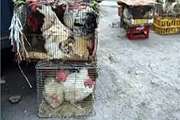 معدوم سازی محموله مرغ تخمگذار غیرمجاز در شهرستان دامغان
