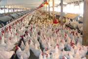 هشدار به مرغداران گوشتی که طیور خود را بیش از سن تعیین شده درواحد های پرورشی نگهداری می نمایند