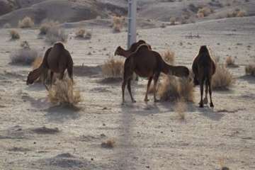 شتر منطقه خارتوران شاهرود