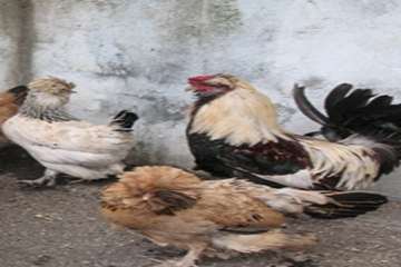 مرغ های زینتی
