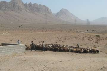 مصاحبه مدیر کل دامپزشکی استان سمنان در خصوص واکسیناسیون