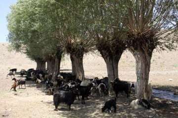 عشایرروستای فولادمحله(شهرستان مهدیشهر)