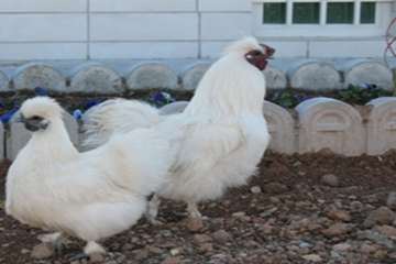 مرغ های زینتی
