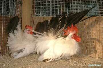 مرغ های زینتی