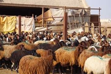 گله دام عشایری 