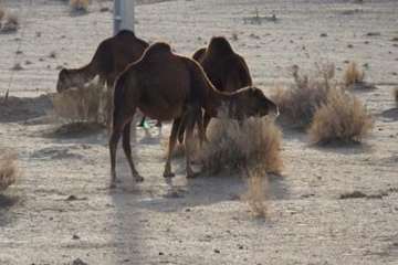 شتر منطقه خارتوران شاهرود