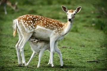 تصاویز زیبای آهو