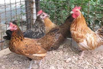 مرغ های زینتی