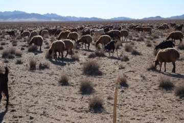 بازدید دکتر سعیدی مدیرکل محترم دامپزشکی از مناطق محروم شرق استان سمنان (روستای صالح آباد)