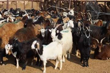 گله دام عشایری 
