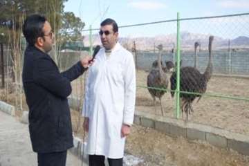 گزارش مستندآموزشی طیور بومی برنامه درشب صداوسینا ی سمنان 4بهمن 95 