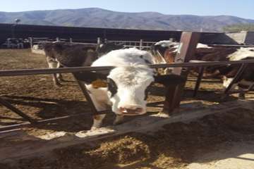 گاوداری گاوشیری- روستای میغان شهرستان شاهرود
