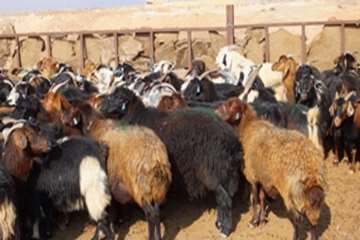 گله دام عشایری 