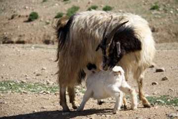 گله دام عشایری 