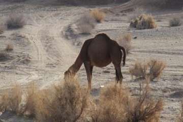 شتر منطقه خارتوران شاهرود