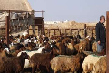 گله دام عشایری 