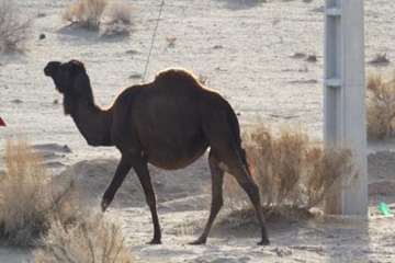 شتر منطقه خارتوران شاهرود