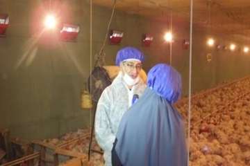 گزارش خبری درخصوص آنفلوانزای پرندگان با مصاحبه دکتر هاشم زاده و دکتر جاویدپور 1اسفند95
