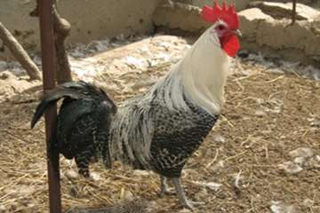 مرغ های زینتی