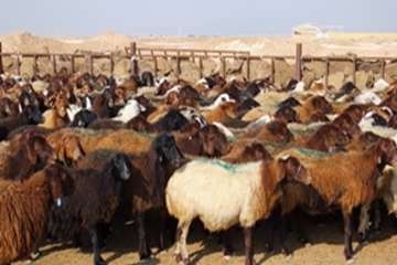 گله دام عشایری 