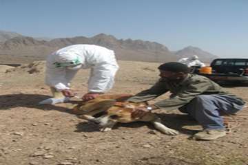 مصاحبه مدیر کل دامپزشکی استان سمنان در خصوص واکسیناسیون