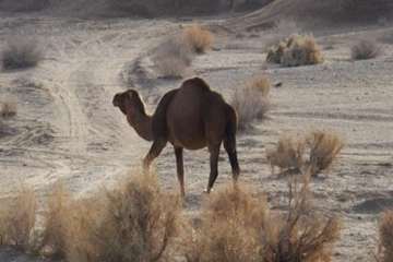 شتر منطقه خارتوران شاهرود