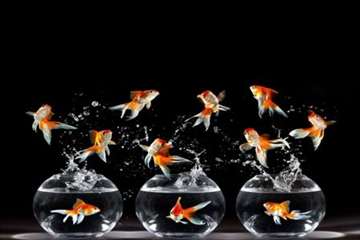 ماهی قرمز