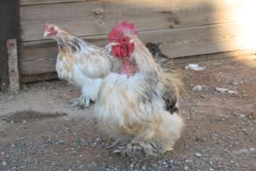 مرغ های زینتی