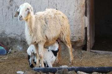 بازدید دکتر محمد سعیدی مدیر کل محترم دامپزشکی از مناطق محروم شرق استان سمنان ( روستای رضا آباد)