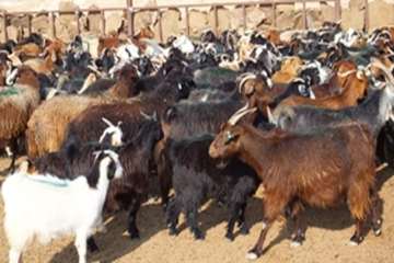 گله دام عشایری 