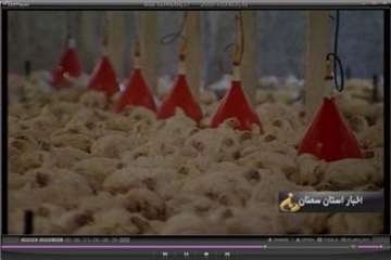 گزارش تلوزیونی افتتاح واکسیناسیون طیور روستایی شهرستان مهدیشهر 3/9/95