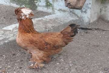 مرغ های زینتی