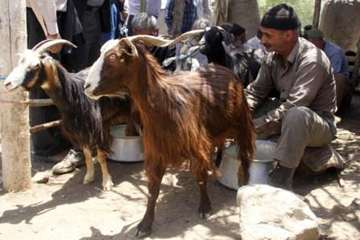 عشایرروستای فولادمحله(شهرستان مهدیشهر)