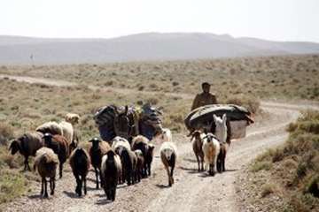 گله دام عشایری 