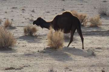 شتر منطقه خارتوران شاهرود