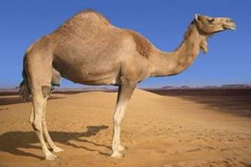 تصاویر زیبا و دیدنی از شترها