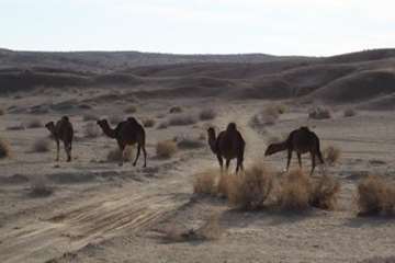شتر منطقه خارتوران شاهرود