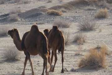 شتر منطقه خارتوران شاهرود