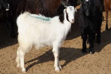 گله دام عشایری 