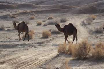 شتر منطقه خارتوران شاهرود