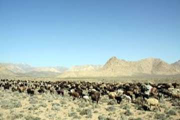 گله دام عشایری 