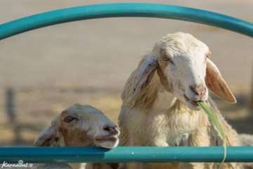 دنیای زیبای گوسفندان