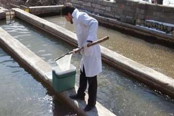 نمونه برداری ازمزارع ماهی روستای ملاده ،شهرستان مهدیشهر